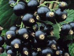 Arbusti fructiferi COACAZ NEGRU RUBIN